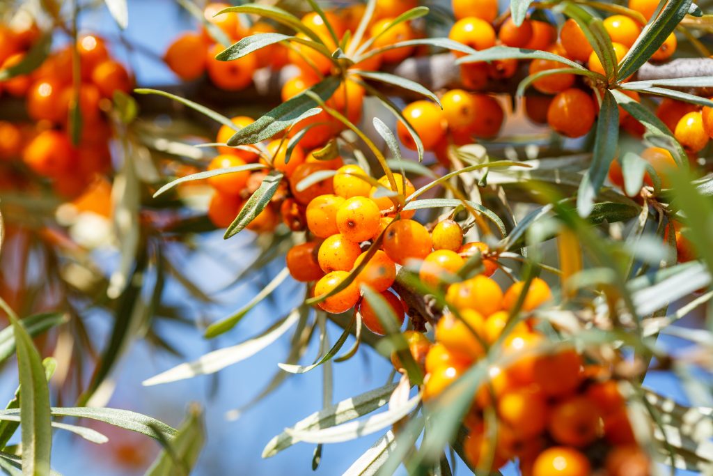 Closeup of ripe seabuckthorn berries on a branch. 